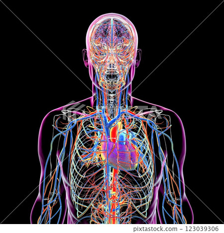 Vascular system of the human body, 3D illustration 123039306