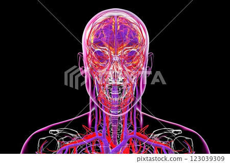 Vascular system of the brain, 3D illustration Vascular system of the brain, 3D illustration 123039309