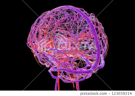 Vascular system of the brain, 3D illustration Vascular system of the brain, 3D illustration 123039314