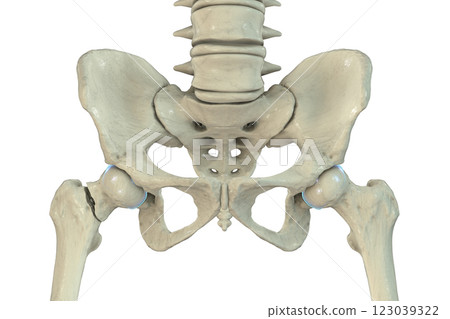 Transcervical femur fracture, 3D illustration 123039322