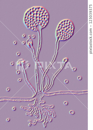 Rhizopus fungi, 3D illustration Rhizopus fungi, 3D illustration 123039375