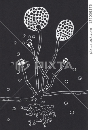 Hand-drawn pen illustration of Rhizopus fungi Hand-drawn pen illustration of Rhizopus fungi 123039376