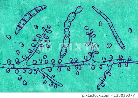 Hand-drawn pen illustration on aged paper depicting Trichophyton verrucosum morphology 123039377