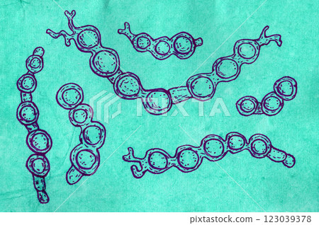Hand-drawn pen illustration depicting Trichophyton verrucosum morphology Hand-drawn pen illustration depicting Trichophyton verrucosum morphology 123039378