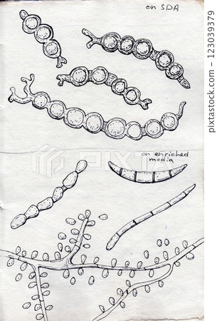 Hand-drawn pen illustration on aged paper depicting Trichophyton verrucosum morphology Hand-drawn pen illustration on aged paper depicting Trichophyton verrucosum morphology 123039379