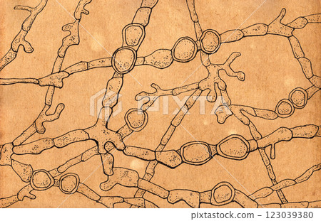 Hand-drawn pen illustration on aged paper in vintage style, showcasing the morphology of Trichophyton violaceum Hand-drawn pen illustration on aged paper in vintage style, showcasing the morphology of Trichophyton violaceum 123039380