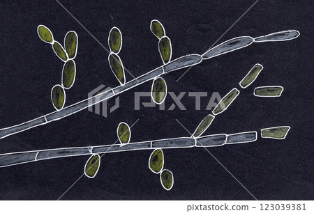 Hand-drawn illustration of Trichosporon fungi Hand-drawn illustration of Trichosporon fungi 123039381