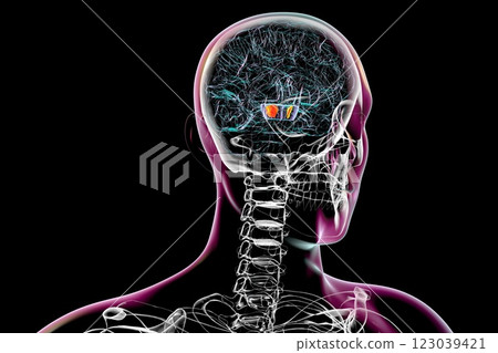 Human brain with highlighted substantia nigra, 3D illustration 123039421
