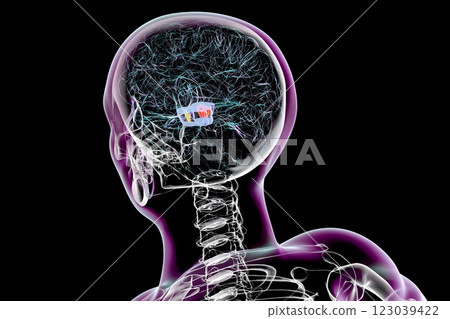 Human brain with highlighted substantia nigra, 3D illustration 123039422