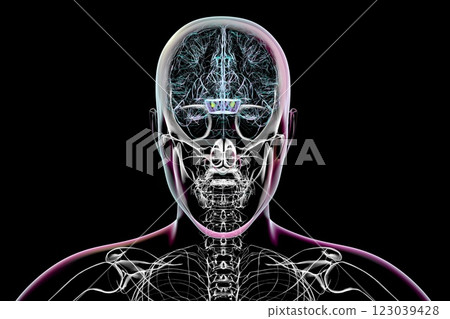 Atrophic substantia nigra in Parkinson's disease, 3D illustration 123039428