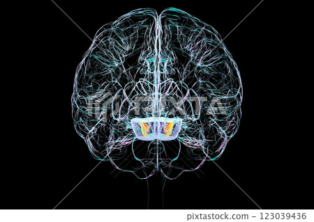 Human brain with highlighted substantia nigra, 3D illustration 123039436