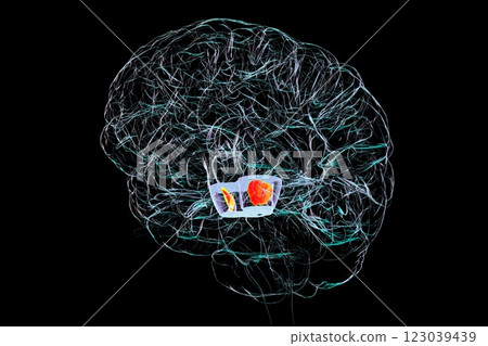 Human brain with highlighted substantia nigra, 3D illustration 123039439