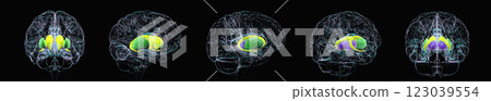 Brain with highlighted caudate, putamen, globus pallidus, thalamus, 3D illustration Brain with highlighted caudate, putamen, globus pallidus, thalamus, 3D illustration 123039554