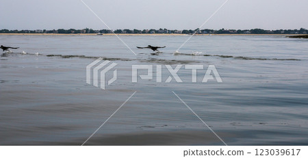 Double Crested Cormorants Running Swiftly Across Water at Coastal Location Double Crested Cormorants Running Swiftly Across Water at Coastal Location 123039617