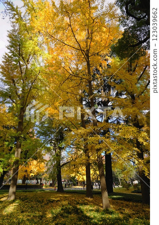 Ginkgo trees in Hibiya Park turn yellow in autumn December Chiyoda 1094 Ginkgo leaves turn yellow in Hibiya Park Ginkgo trees in Hibiya Park turn yellow in autumn December Chiyoda 1094 Ginkgo leaves turn yellow in Hibiya Park 123039662
