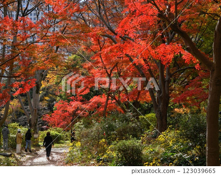 Hibiya Park gardens covered in autumn leaves December Chiyoda 1097 Maple leaves Hibiya Park 123039665