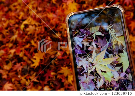 Smartphone photography of autumn leaves in season 123039710