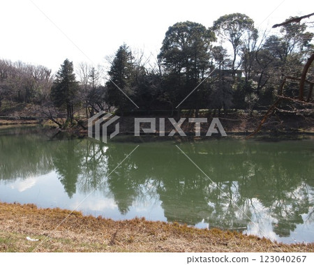 Trees reflected in the water surface of the pond 123040267