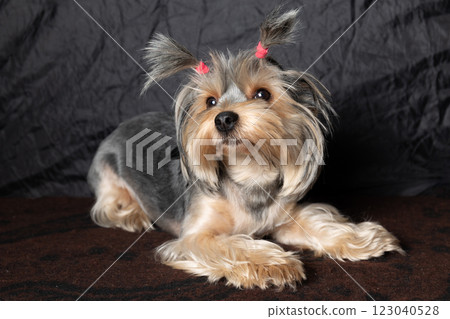 Adorable and Cute Yorkshire Terrier Sporting Colorful Hair Bows That Catch the Eye 123040528