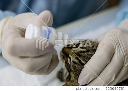 A veterinarian wearing gloves puts eye drops into the eyes of a small stray kitten. The veterinarian provides vital medical care and treatment to the kitten to maintain its health and well-being. A veterinarian wearing gloves puts eye drops into the eyes of a small stray kitten. The veterinarian provides vital medical care and treatment to the kitten to maintain its health and well-being. 123040761