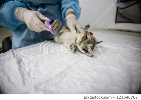 Doctor taking care of a small homeless kitten. A veterinarian in gloves and blue uniform combs a small gray and white kitten lying on an examination table in a veterinary clinic. Doctor taking care of a small homeless kitten. A veterinarian in gloves and blue uniform combs a small gray and white kitten lying on an examination table in a veterinary clinic. 123040762