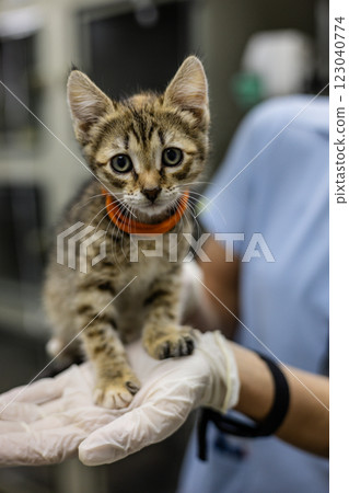 Veterinarian wearing gloves carefully holding a small, striped kitten with an orange collar in a veterinary clinic or animal shelter, providing care and support for abandoned animals. Veterinarian wearing gloves carefully holding a small, striped kitten with an orange collar in a veterinary clinic or animal shelter, providing care and support for abandoned animals. 123040774