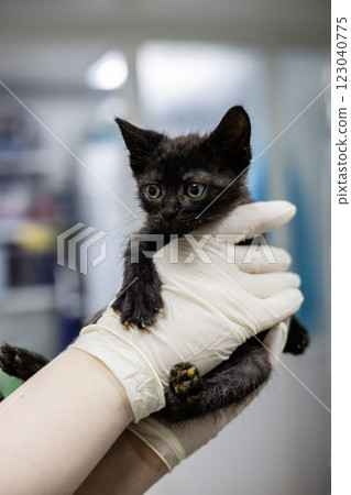A veterinarian in gloves carefully holds a small, dirty black stray kitten in a veterinary clinic. The doctor provides assistance and examines the stray animal. A stray kitten in a veterinary clinic. A veterinarian in gloves carefully holds a small, dirty black stray kitten in a veterinary clinic. The doctor provides assistance and examines the stray animal. A stray kitten in a veterinary clinic. 123040775