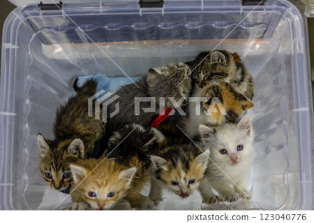 A multitude of stray kittens are huddled together in a clear plastic box at a veterinary clinic, waiting to be adopted after being rescued from the streets. Rescuing stray kittens. 123040776