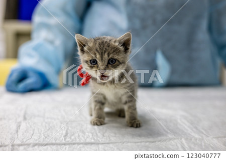 A small gray with a white kitten in a red ribbon on the neck is tested by a veterinarian on a medical table. The veterinarian examines the homeless kitten of which was brought to a veterinary clinic. 123040777