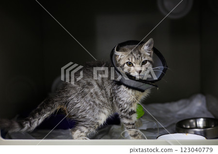 Kitten being treated in a veterinary hospital. A recovering kitten in a protective cone lies in a box in a veterinary hospital, receives intravenous fluids and awaits full recovery. 123040779