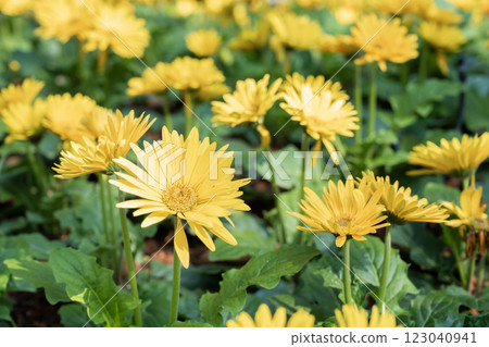Yellow Gerbera Daisy Flowers Closeup. 123040941