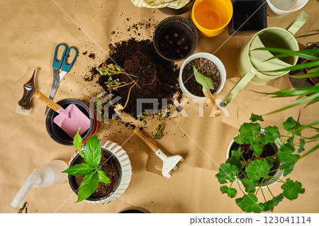 Close-up of gardening tools, potted plants and soil scattered on floor during repotting plant process. Concept of home gardening, and spring houseplant care Close-up of gardening tools, potted plants and soil scattered on floor during repotting plant process. Concept of home gardening, and spring houseplant care 123041114