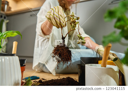 Woman wearing gardening gloves holding plant with exposed roots during repotting process. Gardener transplanting houseplant at home, sitting on floor surrounded by gardening tools and potted plants Woman wearing gardening gloves holding plant with exposed roots during repotting process. Gardener transplanting houseplant at home, sitting on floor surrounded by gardening tools and potted plants 123041115
