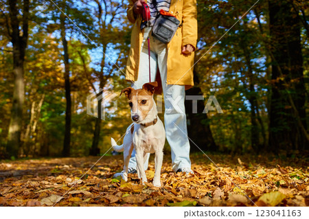 Woman walking her small dog in city park in fall season. Jack Russell Terrier playing in autumn forest with his owner. Female dog sitter walks with dog at morning, leads dog on leash. Pet care 123041163