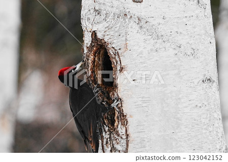 Black woodpecker perching on a tree 123042152