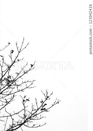 Lifeless leaves presented on stark twigs 123042416