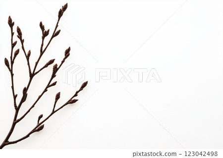 Bare Twigs Buds White Background 123042498
