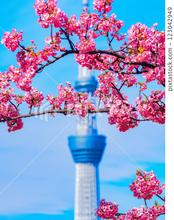 河津櫻花和天空樹的景色 123042949