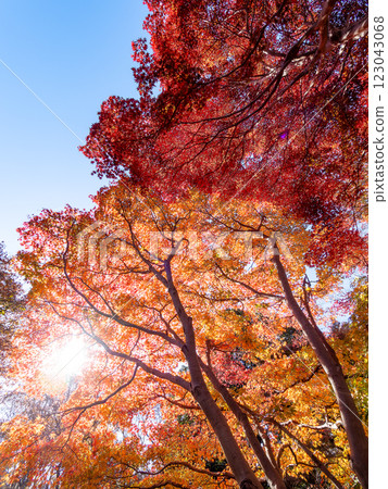 Brilliantly colored autumn leaves shining on a clear, late autumn day 123043068