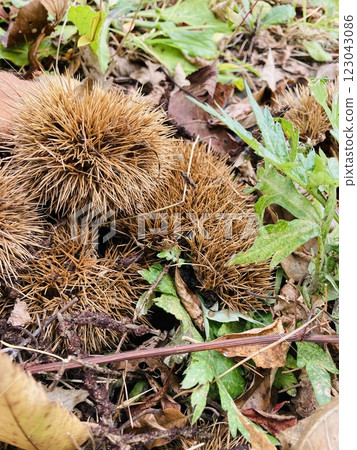Chestnuts fallen to the ground 123043086
