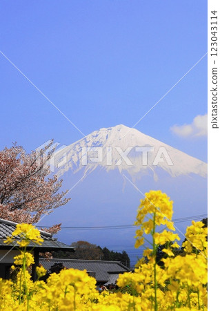 藍天映襯下的富士山與刈宿堂下馬櫻花 四月風景，富士山 429 刈宿堂下馬櫻花 V3.2 123043114