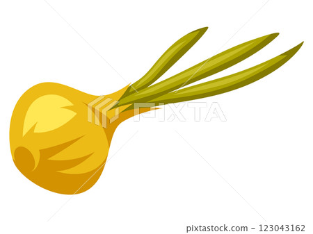 Illustration of onion. Stylized food object for cooking recipe and menu. Illustration of onion. Stylized food object for cooking recipe and menu. 123043162