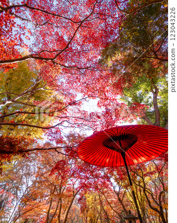 A view of vibrantly colored autumn leaves and red Japanese umbrellas on a clear, late autumn day 123043226
