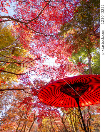 晴朗的深秋,色彩鮮豔的秋葉和紅色的日本雨傘的景色 晴朗的深秋,色彩鮮豔的秋葉和紅色的日本雨傘的景色 123043232