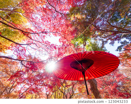 晴朗的深秋,色彩鮮豔的秋葉和紅色的日本雨傘的景色 晴朗的深秋,色彩鮮豔的秋葉和紅色的日本雨傘的景色 123043233