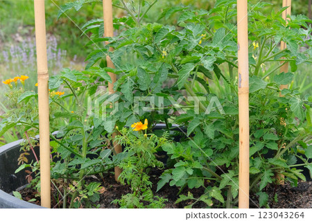 Container gardening. Tomato bush is growing in a container in rustic garden. Green seedling in countryside. Growing vegetables in cottage garden. 123043264