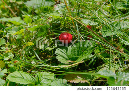 Strawberries grow in a lawn in forest. Wild red berry on a bush. Bright Sunlight. 123043265