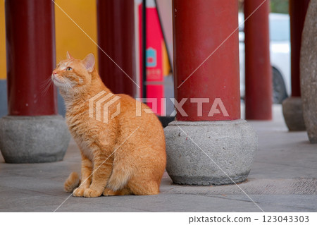 A cat relaxing at a temple (Jimei Temple, Nanjing, China) 123043303
