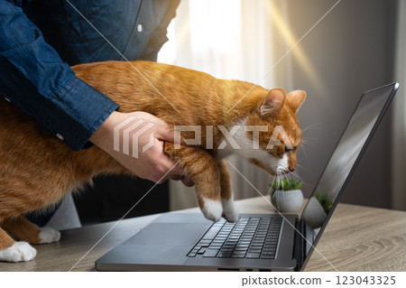 A man forces his cat to work on a laptop. Pets, remote work, online jobs, digital life. Home comfort. Break for work. 123043325