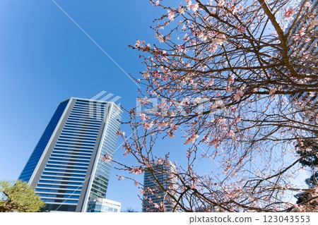 十月,濱離宮恩賜庭園和東京摩天大樓的櫻花盛開 十月,濱離宮恩賜庭園和東京摩天大樓的櫻花盛開 123043553